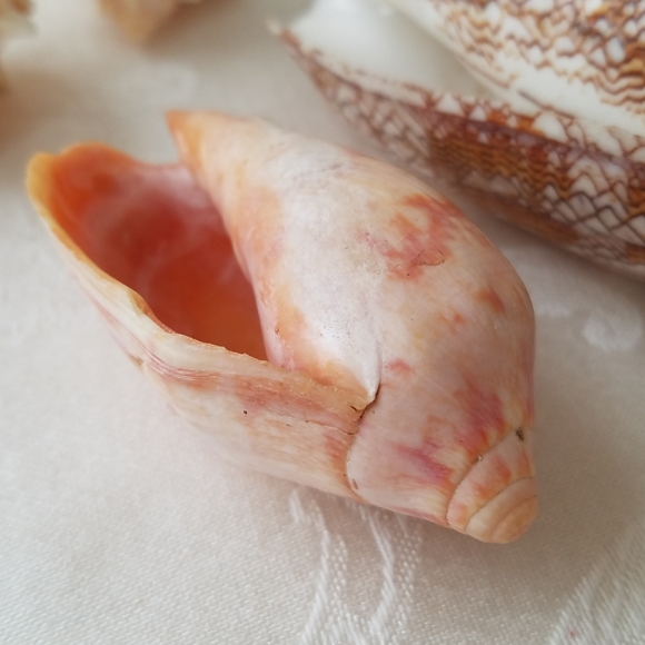 Natural Sea Shells - Picture 7 of 15